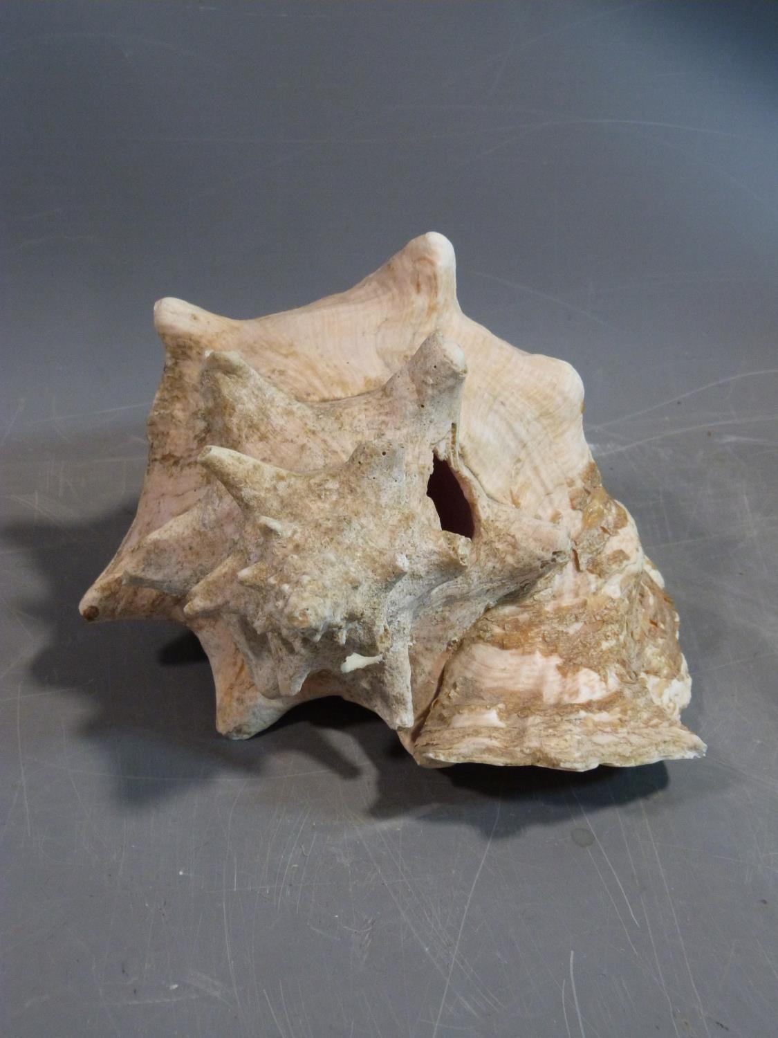 A large conch shell. Length 26cm. - Image 2 of 5