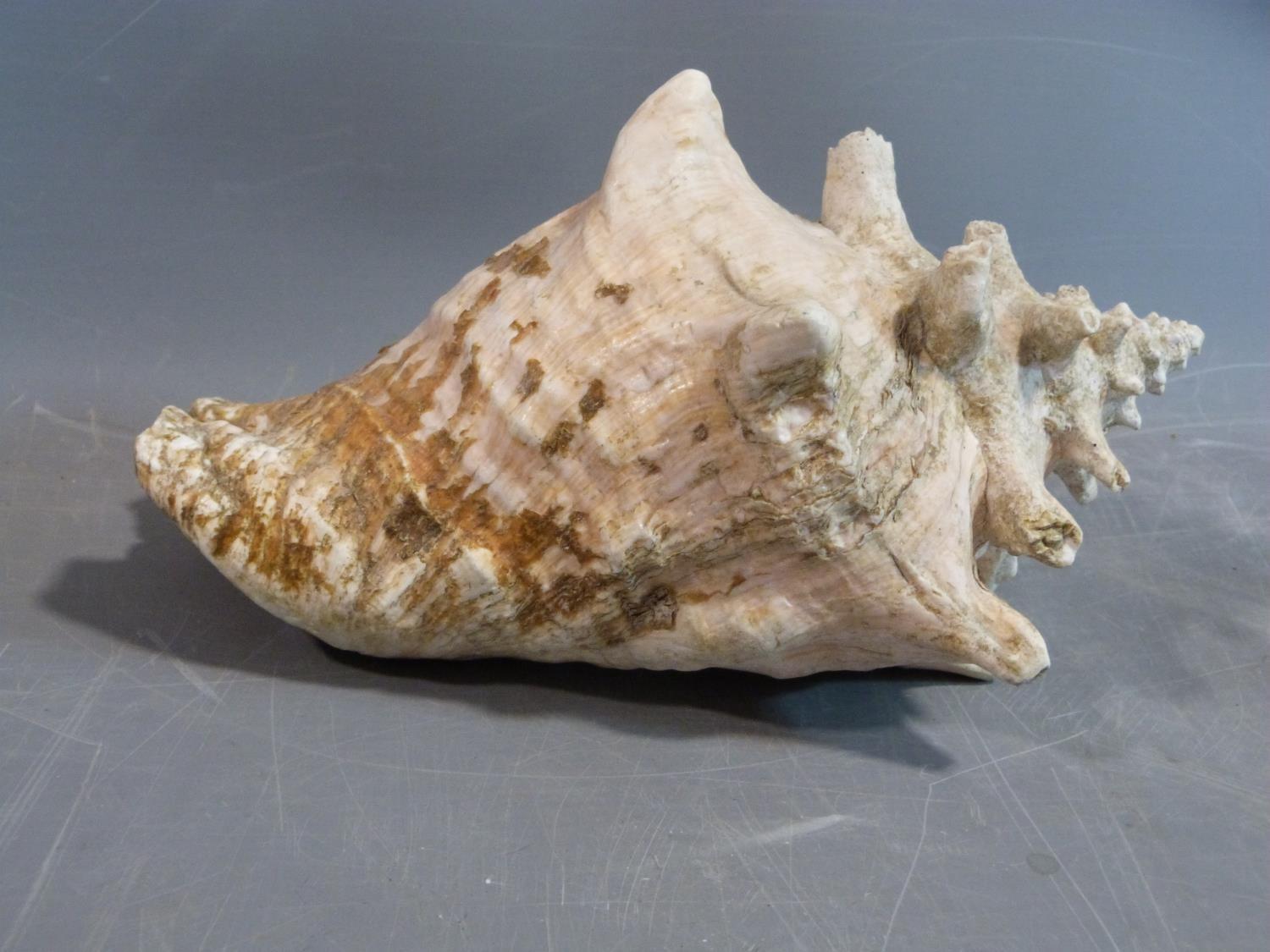 A large conch shell. Length 26cm. - Image 3 of 5