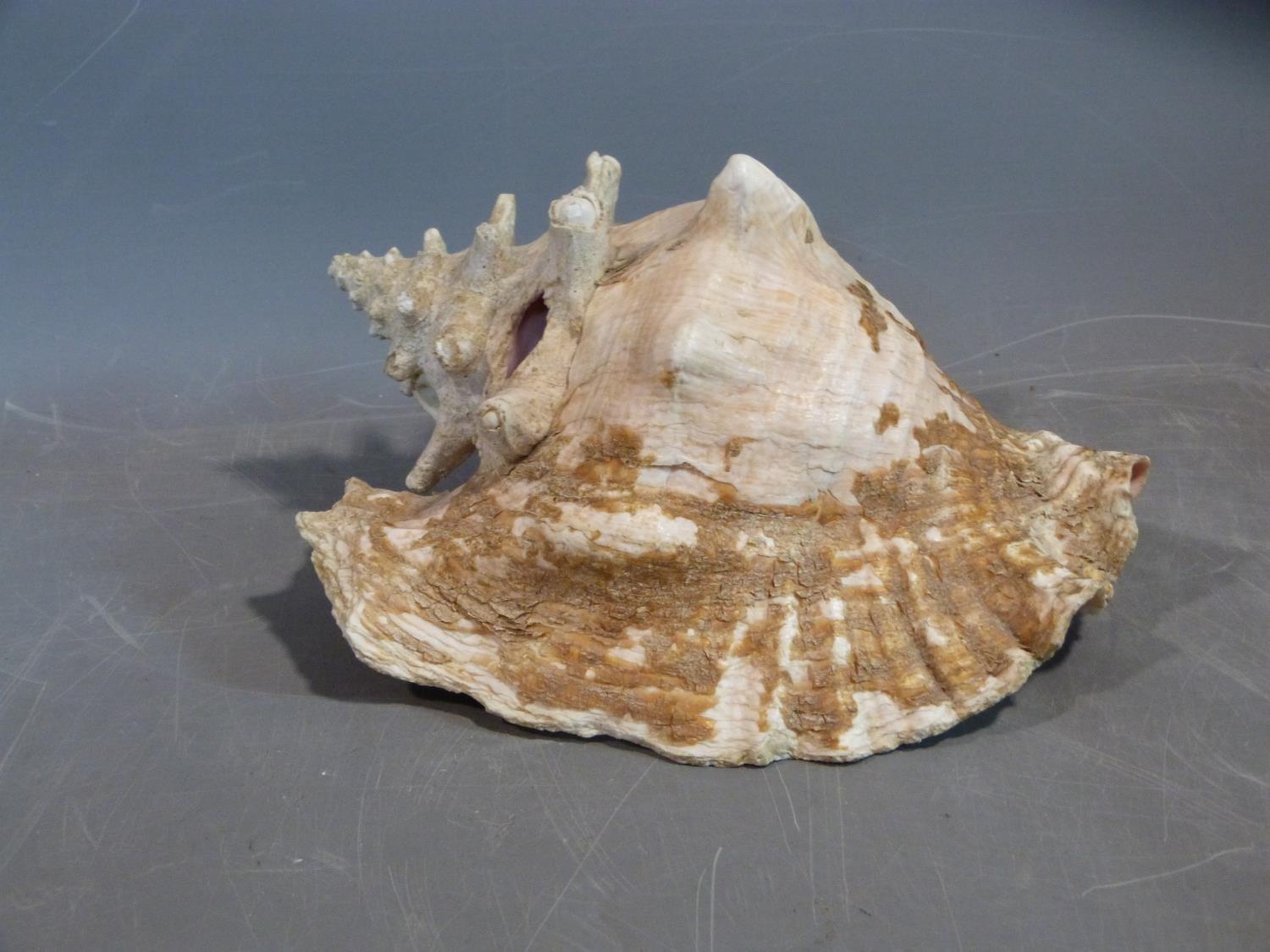 A large conch shell. Length 26cm.