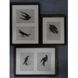 Three framed and glazed coloured lithographs of different species of birds. 47x33cm