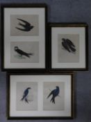 Three framed and glazed coloured lithographs of different species of birds. 47x33cm