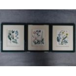 Three antique framed and glazed coloured lithographs of different species of flowers. 42x36cm