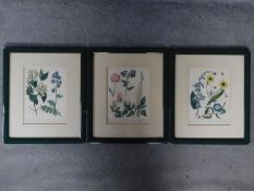 Three antique framed and glazed coloured lithographs of different species of flowers. 42x36cm