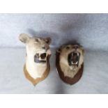 A pair of Victorian taxidermy Lion heads, one male and one female mounted on oak shields. One signed