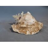 A large conch shell. Length 26cm.