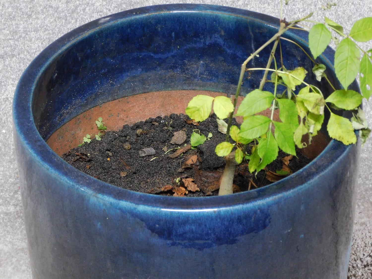 A blue glazed cylindrical garden planter. H.43 W.47 D.47cm - Image 2 of 3