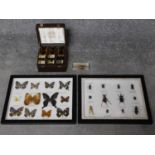 A collection of mounted and framed named butterflies and insects along with a cased set of perspex