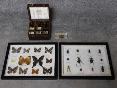 A collection of mounted and framed named butterflies and insects along with a cased set of perspex