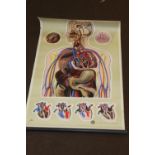 A ST. JOHN'S AMBULANCE ANATOMICAL LITHOGRAPH BY J. TECK A/F