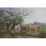 SQUIRE HOWARD (XIX-XX). Cows watering, signed lower right, watercolour, framed, 36 x 54 cm