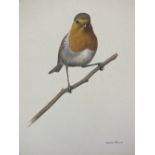 SIMON TURVEY (b. 1957). Study of a robin on a branch, signed lower right, mixed media on paper,