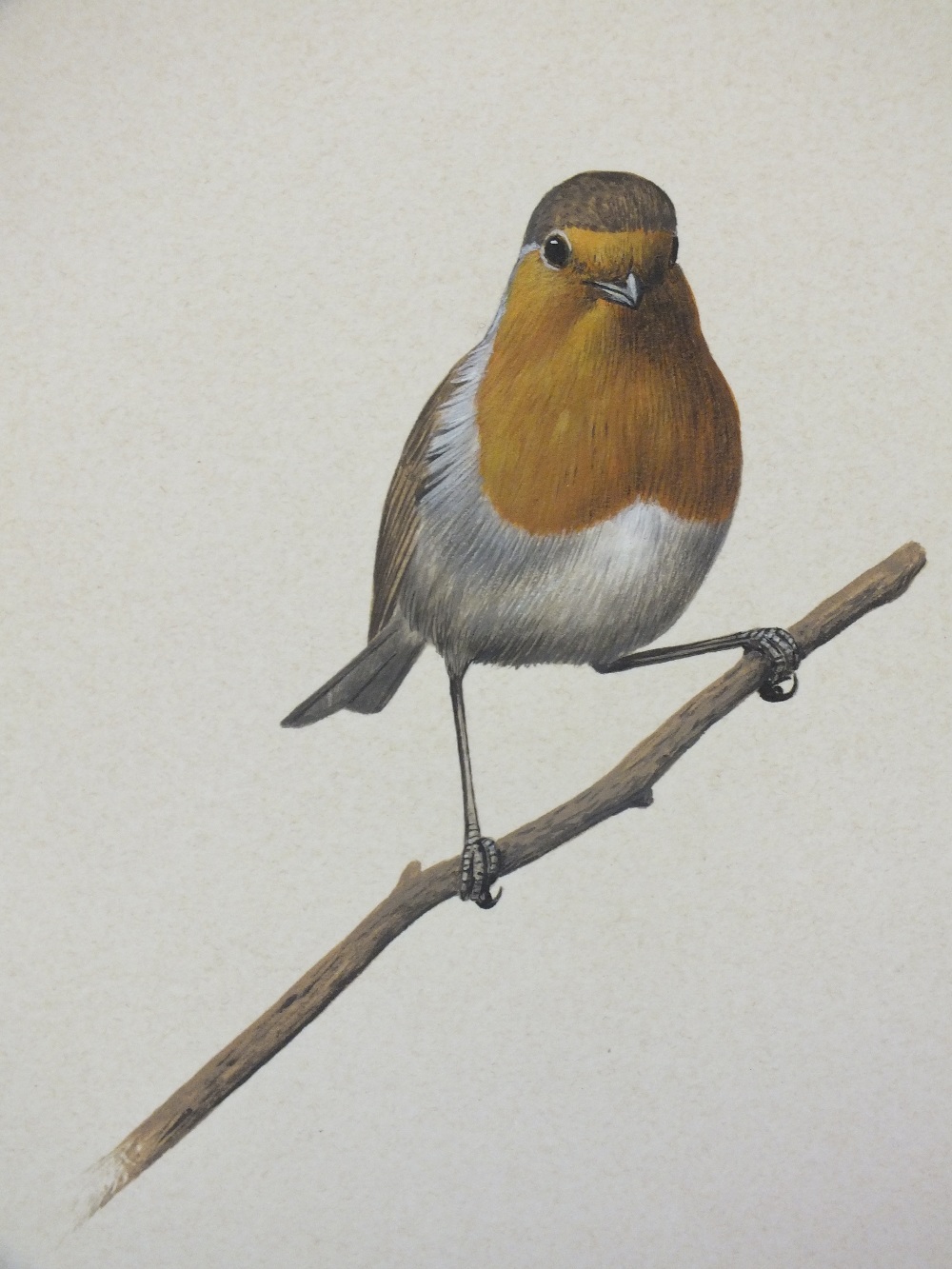 SIMON TURVEY (b. 1957). Study of a robin on a branch, signed lower right, mixed media on paper, - Image 2 of 4