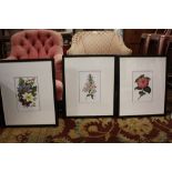 A SET OF THREE MODERN BLACK FRAMED BOTANICAL PRINTS - OVERALL DIMENSIONS 61 X 51 cm (3)