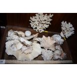 A COLLECTION OF SEA SHELLS, CORAL ETC.