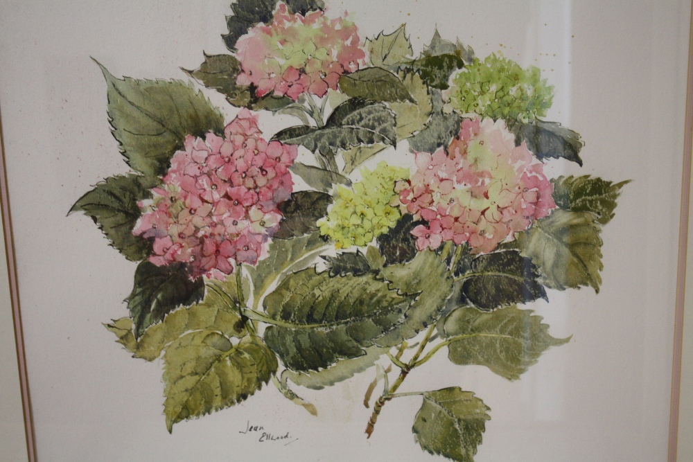 JEAN ELLWOOD - A FRAMED AND GLAZED WATERCOLOUR OF PINK HYDRANGEAS - SIZE INC FRAME - 67CM X 64.5 CM - Image 2 of 3