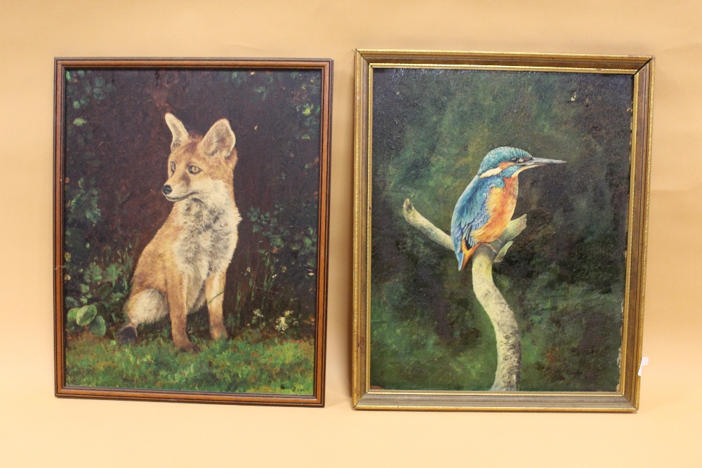 TWO FRAMED OIL ON BOARDS DEPICTING A KINGFISHER - OVERALL SIZE 45CM X 55CM - AND A FOX SIGNED - Image 2 of 6