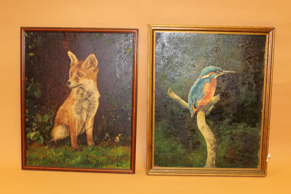 TWO FRAMED OIL ON BOARDS DEPICTING A KINGFISHER - OVERALL SIZE 45CM X 55CM - AND A FOX SIGNED