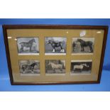 FRAMED AND DATED LATE 19TH CENTURY IMAGES OF SHOW SHIRE / HEAVY HORSES (1893-1898)