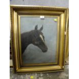 AN ANTIQUE GILT FRAMED AND GLAZED OIL ON CANVAS DEPICTING A HORSES HEAD INITIALLED D.A.H' TOGETHER
