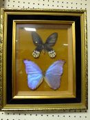 TWO FRAMED AND GLAZED TAXIDERMY PINNED BUTTERFLY DISPLAYS