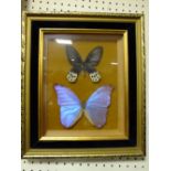 TWO FRAMED AND GLAZED TAXIDERMY PINNED BUTTERFLY DISPLAYS