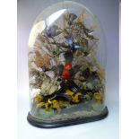 A VICTORIAN TAXIDERMY DISPLAY OF EXOTIC BIRDS PRESENTED UNDER A GLASS DOME, comprising a group of