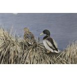 ALAN FARRELL R.M.S. (XX). English school, study of mallards in reeds, see label verso, signed