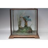 A CASED TAXIDERMY DISPLAY OF A KINGFISHER, in naturalistic setting, H 34 cm, W 36 cm, D 27 cm