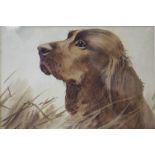 (XX). British school, study of a red setter in undergrowth, signed lower left, watercolour, framed &