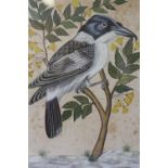 (XIX-XX). Eastern study of an exotic bird on a branch, unsigned, mixed media on material, framed and