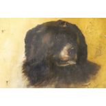 M. PERRY. Study of a Newfoundland dog, signed and dated 1905 lower right, oil on canvas, unframed,