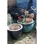 TWO GLAZED GARDEN PLANT POTS PLUS CONTENTS