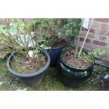 TWO LARGE PLASTIC PLANT POTS TOGETHER WITH A GLAZED CERAMIC EXAMPLE PLUS CONTENTS