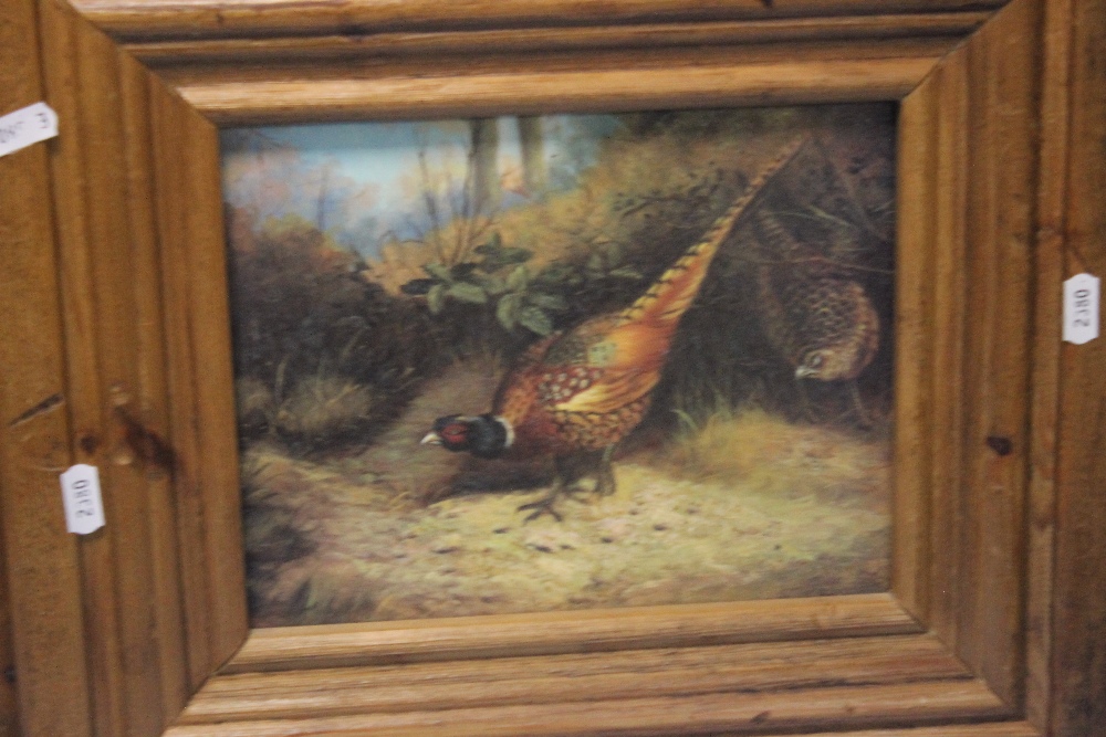 A PAIR OF FRAMED OIL PAINTINGS ON BOARD OF A PHEASANT AND A SHEEP - Image 2 of 3