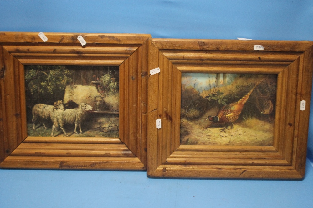 A PAIR OF FRAMED OIL PAINTINGS ON BOARD OF A PHEASANT AND A SHEEP