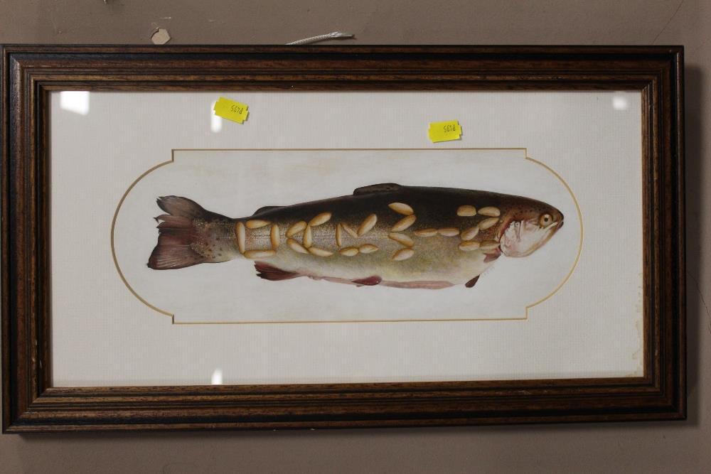 A FRAMED AND GLAZED ACRYLIC OF A TROUT BY S J PRESTON