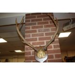 A PAIR OF ANTLERS MOUNTED ON OAK SHIELD