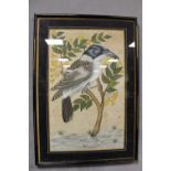 (XIX-XX). Eastern study of an exotic bird on a branch, unsigned, mixed media on material, framed and