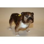 AN ALTON BONE CHINA FIGURE OF A BULL DOG