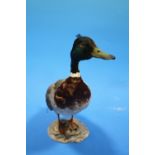 A VINTAGE TAXIDERMY STUDY OF A MALLARD DUCK ON A STONE EFFECT BASE