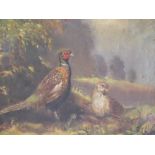 (XIX-XX). British school, male and female pheasants in a stormy wooded landscape, unsigned, oil on