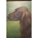 HENRY CROWTHER (1800-1900). Study of a Red Setter with long grasses in background 'Maesbury Sultan',