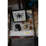 A BOX OF SMALL OWL ORNAMENTS TOGETHER WITH A FRAMED AND GLAZED HAPLOPELMA SPIDER