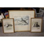 A FRAMED AND GLAZED LITHOGRAPH ENTITLED LAGOPUS HYPERBOREUS, TOGETHER WITH A PAIR OF CECIL ALDIN DOG