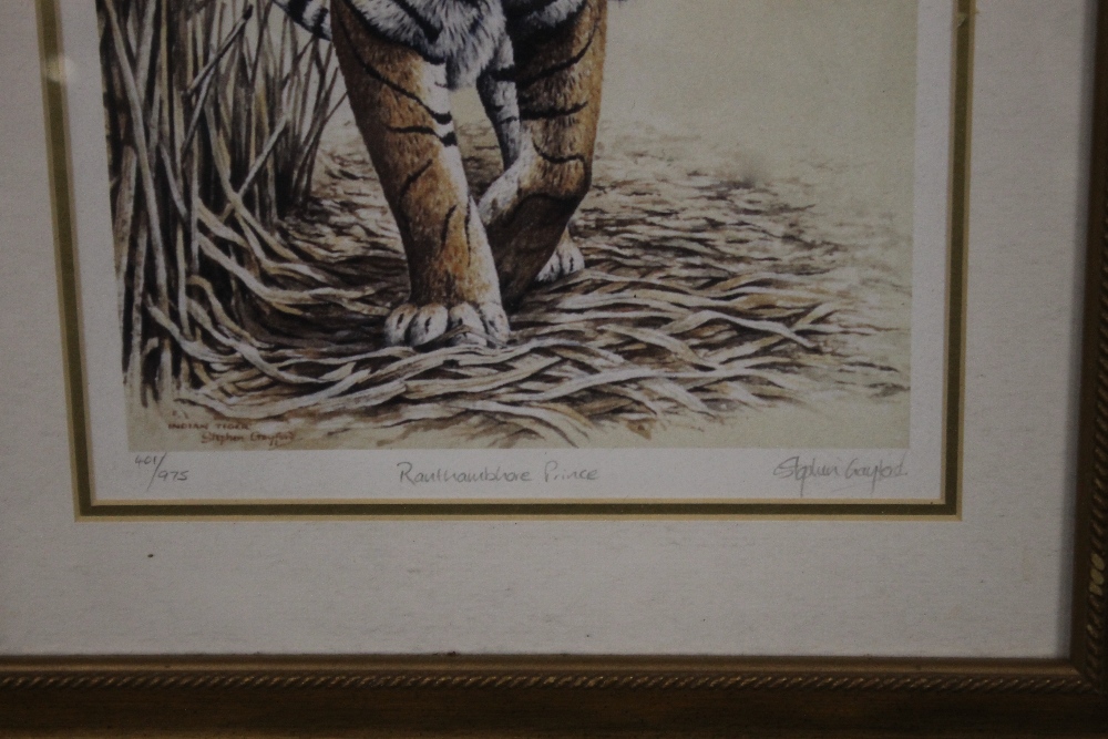 A FRAMED LIMITED EDITION PRINT OF A TIGER SIGNED STEPHEN GAYFORD, APPROX. 41 X 50 CM - Image 2 of 2