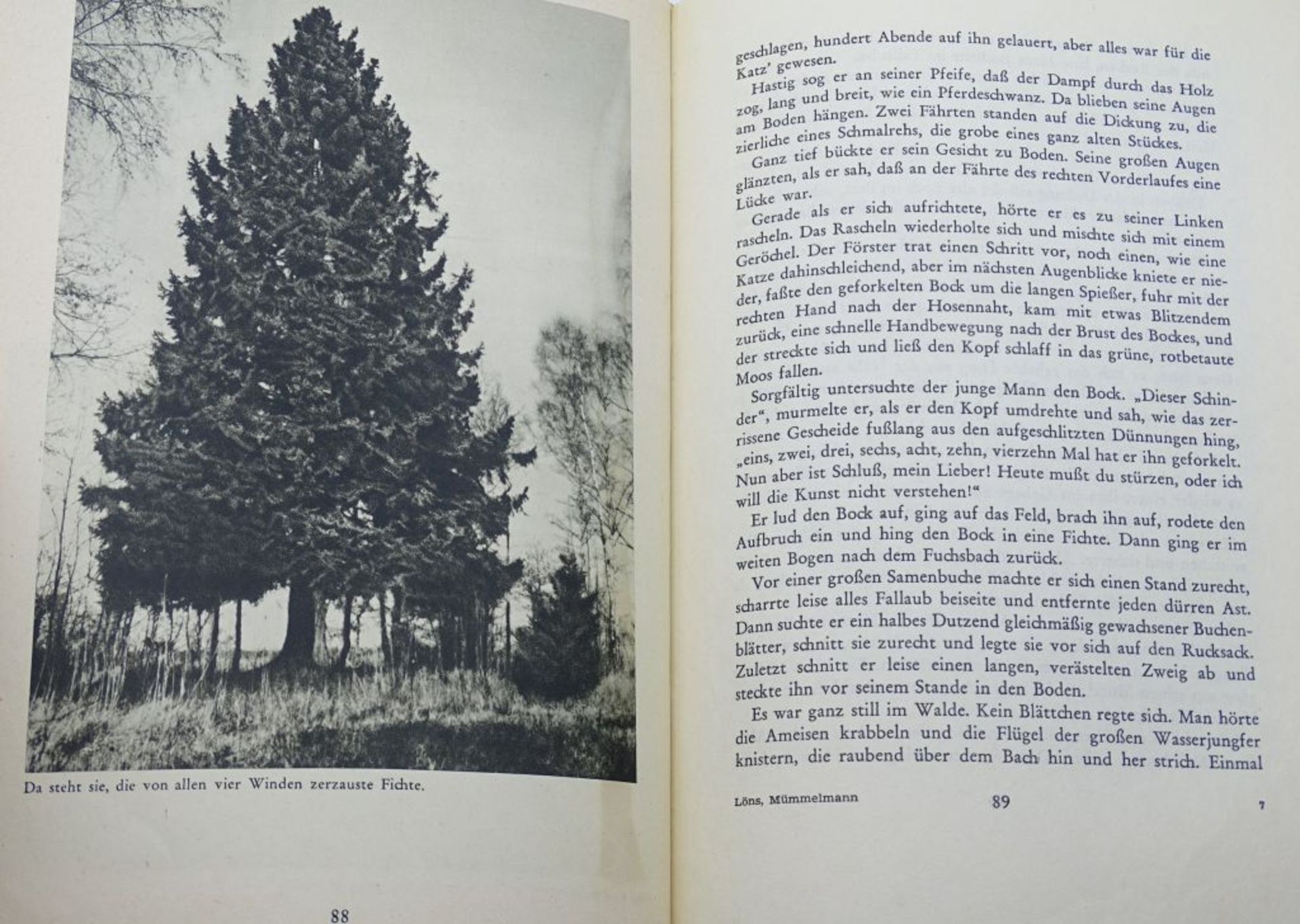 Hermann Löns, Mümmelmann - Ein Tierbuch, o.J. - Bild 4 aus 7