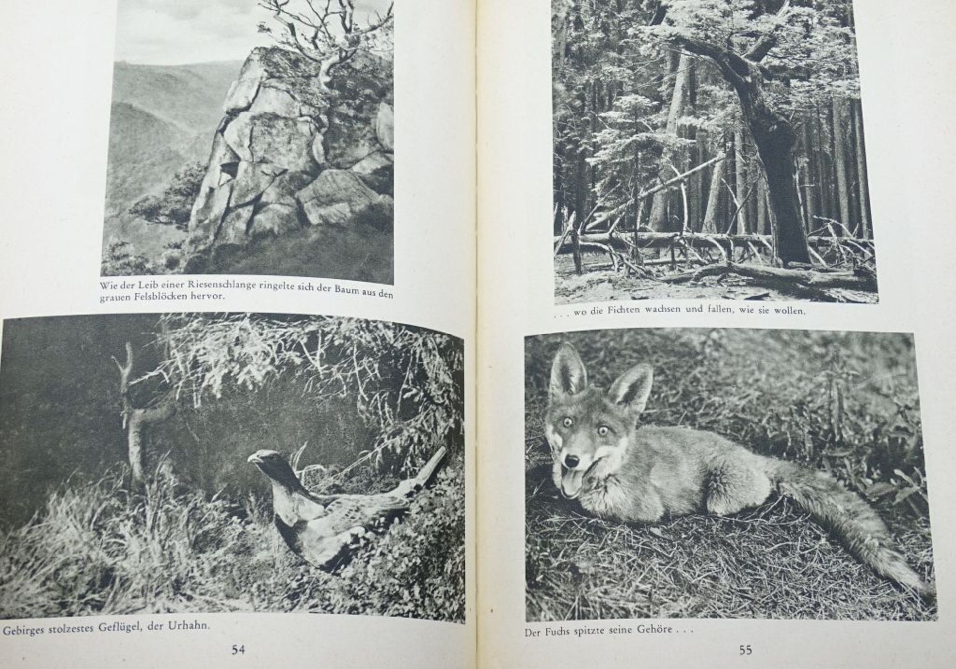 Hermann Löns, Mümmelmann - Ein Tierbuch, o.J. - Bild 6 aus 7