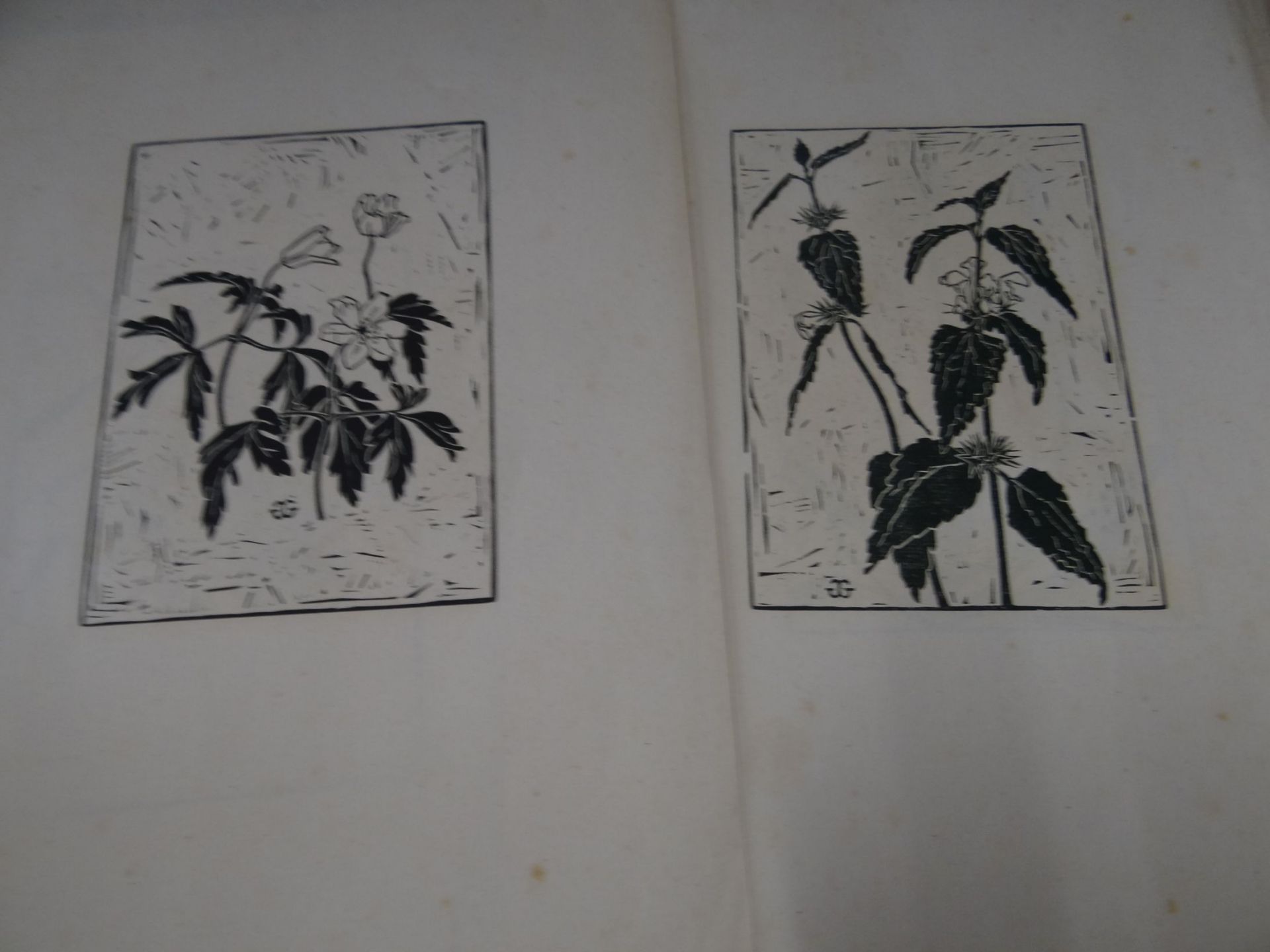 9x Blumengrafiken in Platte Monogrammiert, , BG 35x28 cm, Alters-u. Gebrauchsspuren, tw. fleckig - Bild 3 aus 6