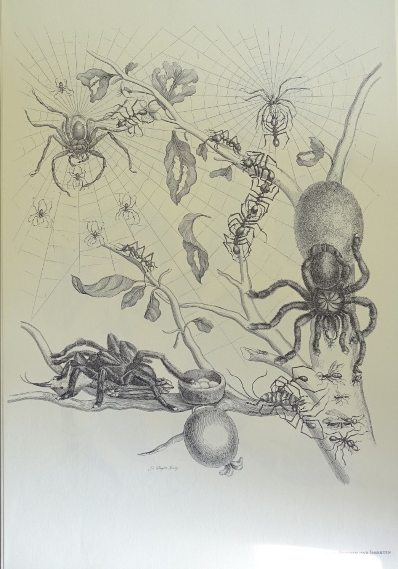 Kunstmappe - Maria Sibylla Merian,1964, mit 12 Grafiken,Band 46,5x32cm - Bild 5 aus 10