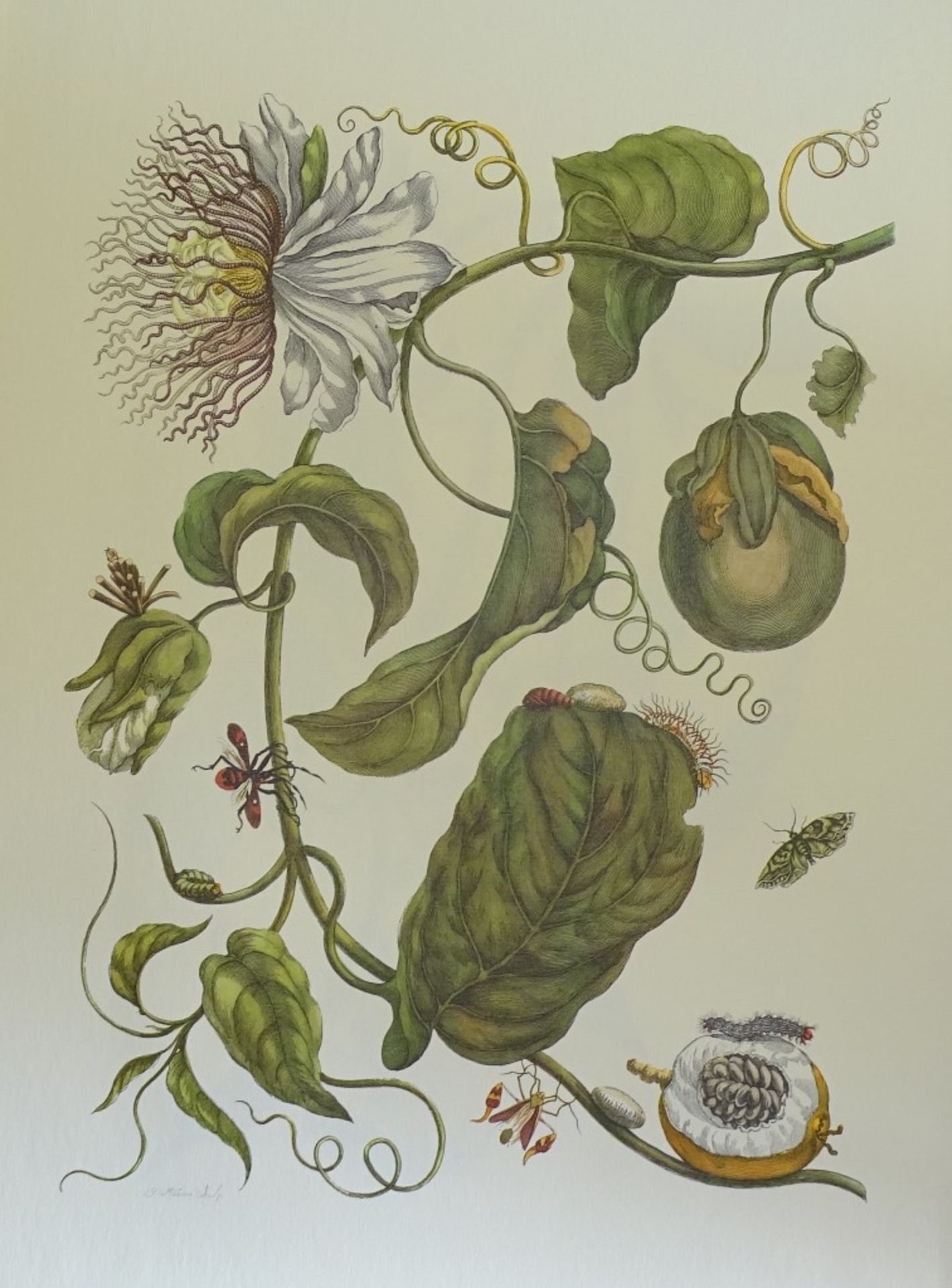 Kunstmappe - Maria Sibylla Merian,1964, mit 12 Grafiken,Band 46,5x32cm - Bild 10 aus 10